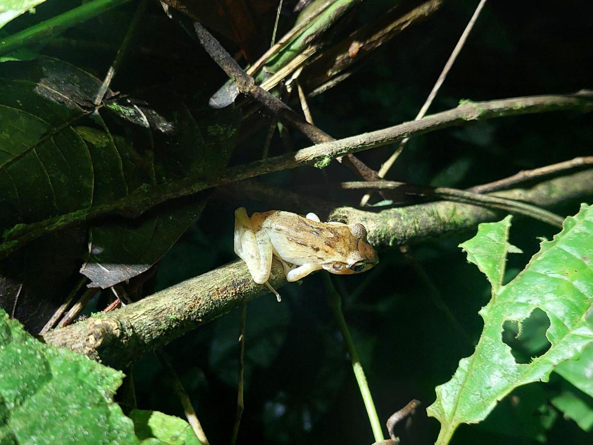 Hope Garden, Sarapiqui, We Connect You With The Sarapiqui Tropical Forest Exterior photo
