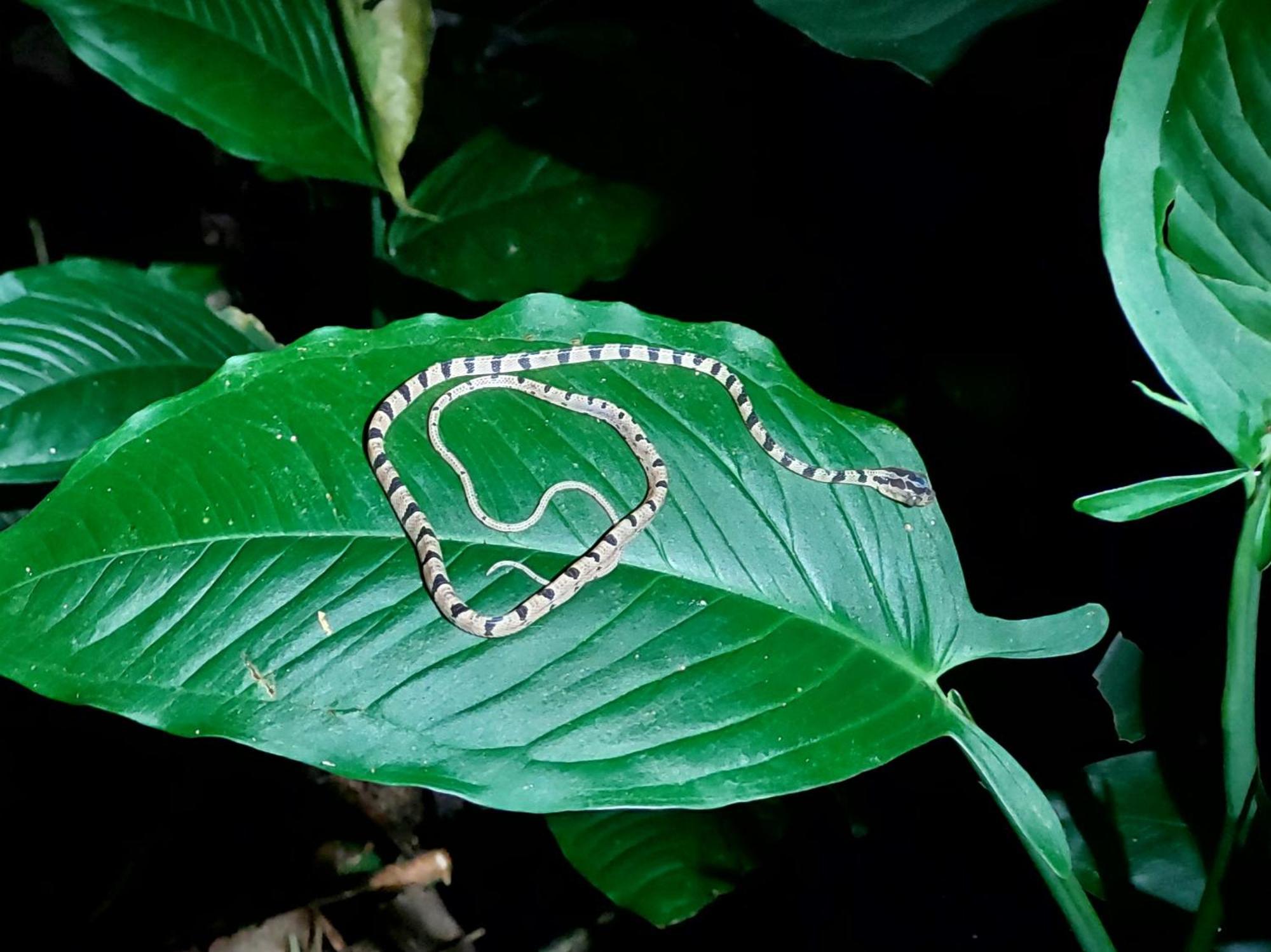 Hope Garden, Sarapiqui, We Connect You With The Sarapiqui Tropical Forest Exterior photo