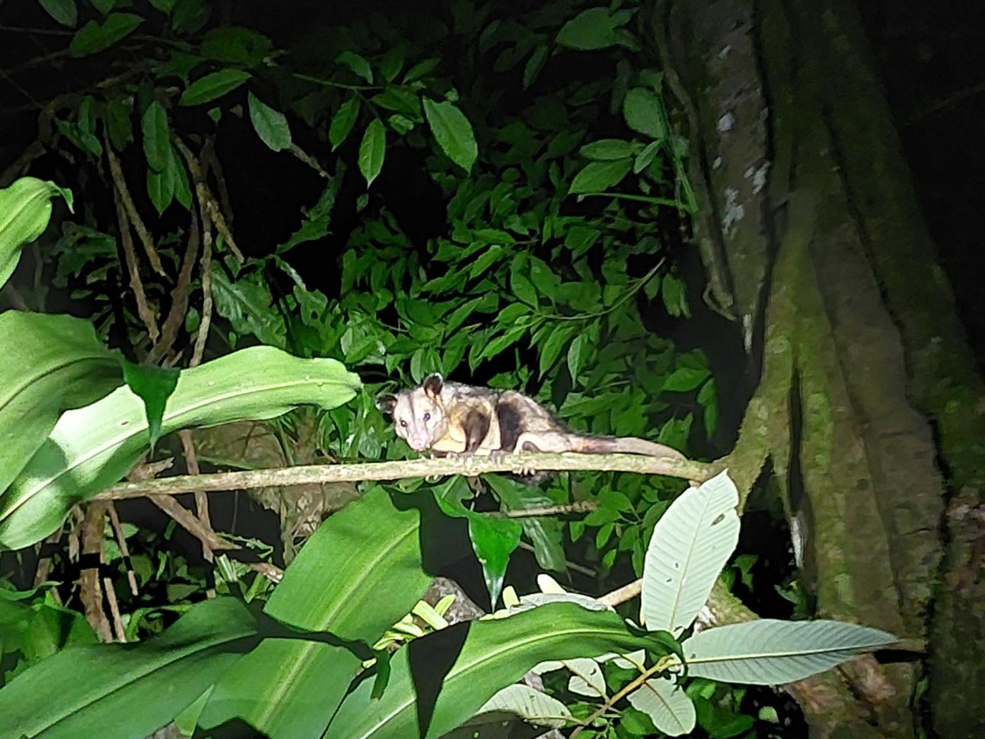 Hope Garden, Sarapiqui, We Connect You With The Sarapiqui Tropical Forest Exterior photo