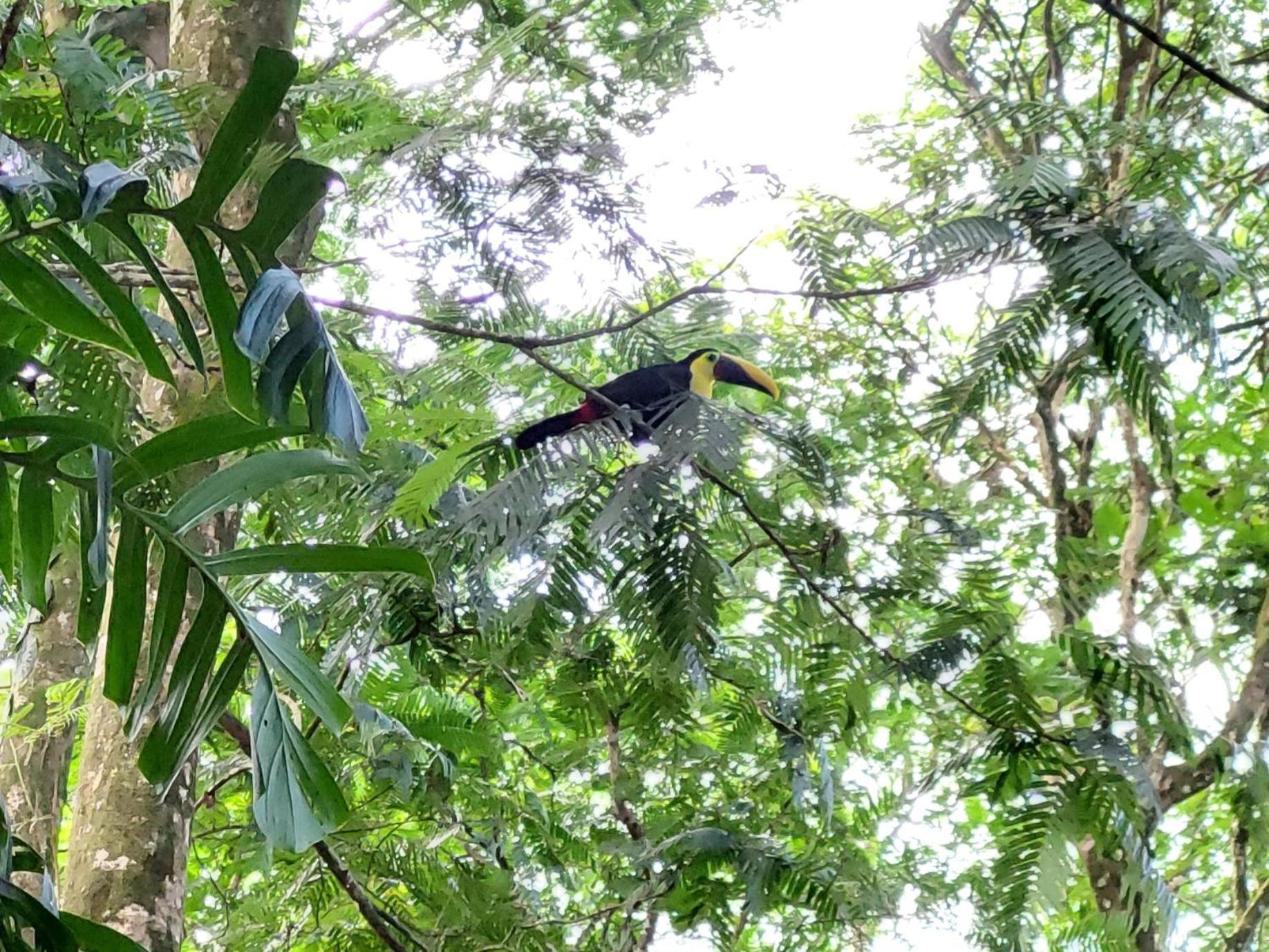 Hope Garden, Sarapiqui, We Connect You With The Sarapiqui Tropical Forest Exterior photo
